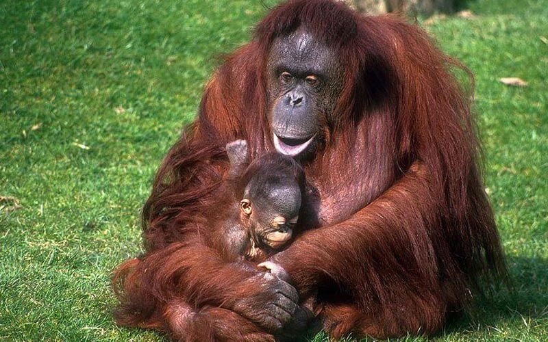 Ternyata Orangutan Kalimantan Dapat Menggunakan Alat Seperti Manusia! 1