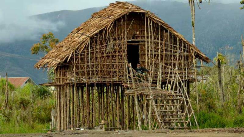 Cara Membuat Ruman Adat Papua