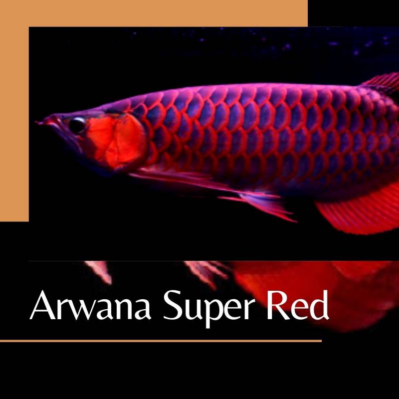 Jual Arwana Super Red Berbagai Ukuran dan Harga Asli Pontianak 1