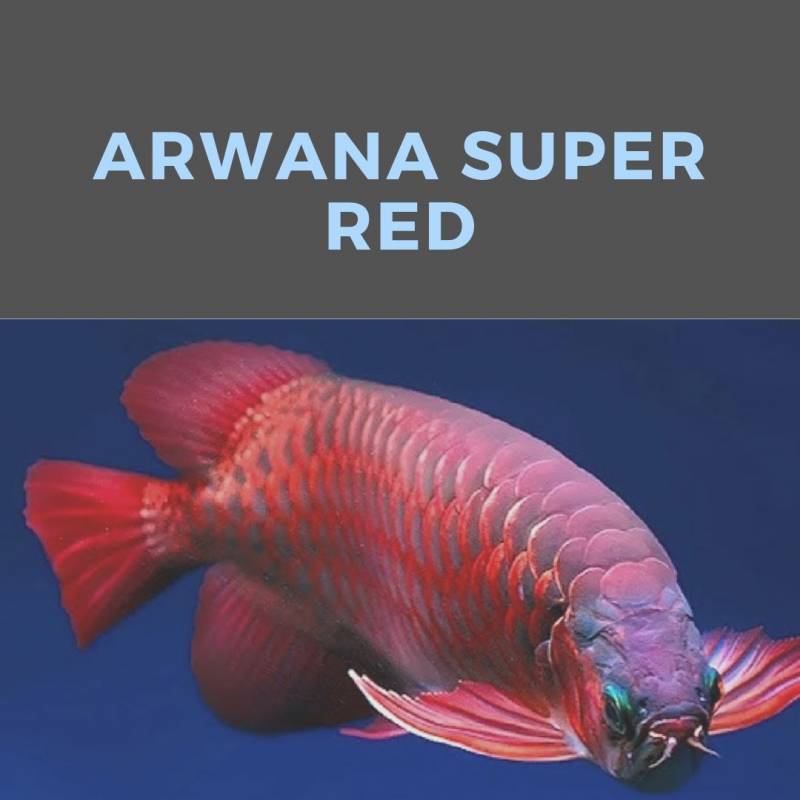 Jual Arwana Super Red Berbagai Ukuran dan Harga Asli Pontianak 2