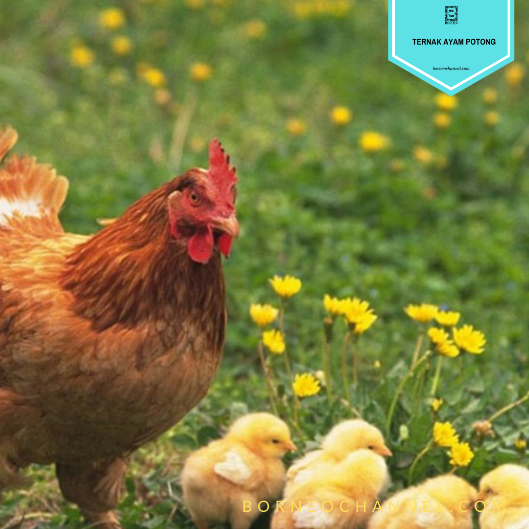 [Pemula] Cara Ternak Ayam Potong: Pakan, Vaksin & Perawatan 2