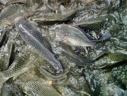 ternak ikan nila